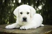 Shadow - AKC, health tested parents, a male Labrador Retriever for sale in Milford, IN – Photo 4 of 10