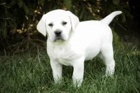 Shadow - AKC, health tested parents, a male Labrador Retriever for sale in Milford, IN – Photo 2 of 10