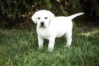 Shadow - AKC, health tested parents, a male Labrador Retriever for sale in Milford, IN – Photo 7 of 10