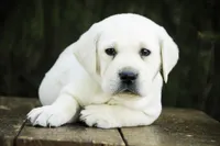 Shadow - AKC, health tested parents, a male Labrador Retriever for sale in Milford, IN – Photo 8 of 10