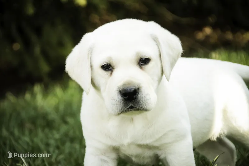 Shadow - AKC, health tested parents – Labrador Retriever puppy for sale in Milford, IN