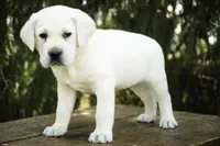 Shadow - AKC, health tested parents, a male Labrador Retriever for sale in Milford, IN – Photo 3 of 10