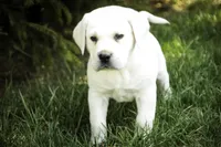 Shadow - AKC, health tested parents, a male Labrador Retriever for sale in Milford, IN – Photo 5 of 10