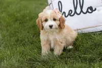 Tinkerbell, a female Cavalier King Charles Spaniel and Miniature Bernedoodle for sale in Milford, IN – 5 of 7