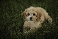 Pixie, a female Cavalier King Charles Spaniel and Miniature Bernedoodle for sale in Milford, IN – 4 of 6