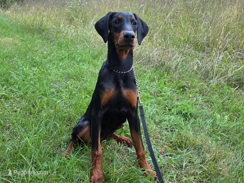 Elowen - AKC, health tested lines – Doberman Pinscher puppy for sale in Milford, IN