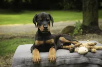 Griffin - AKC, health tested lines, a male Doberman Pinscher for sale in Milford, IN – 5 of 7