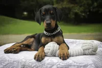 Isadora - AKC, health tested parents, a female Doberman Pinscher for sale in Milford, IN – 6 of 10