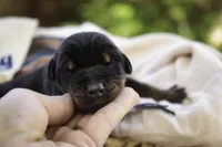 Malcolm - AKC, Health tested lines, a male Doberman Pinscher for sale in Milford, IN – Photo 5 of 10