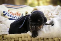 Malcolm - AKC, Health tested lines, a male Doberman Pinscher for sale in Milford, IN – Photo 2 of 10