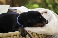 Malcolm - AKC, Health tested lines, a male Doberman Pinscher for sale in Milford, IN – Photo 6 of 10