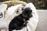 Malcolm - AKC, Health tested lines, a male Doberman Pinscher for sale in Milford, IN – Photo 3 of 10