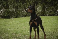 Malcolm - AKC, Health tested lines, a male Doberman Pinscher for sale in Milford, IN – Photo 8 of 10