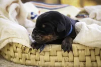 Malcolm - AKC, Health tested lines, a male Doberman Pinscher for sale in Milford, IN – Photo 7 of 10