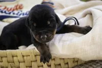 Malcolm - AKC, Health tested lines, a male Doberman Pinscher for sale in Milford, IN – Photo 4 of 10