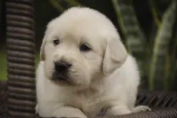 Norah - AKC, a female English Cream Golden Retriever for sale in Milford, IN – 3 of 8