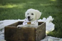 Tawny AKC, a female English Cream Golden Retriever for sale in Milford, IN – Photo 1 of 7