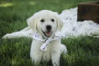 Tawny AKC, a female English Cream Golden Retriever for sale in Milford, IN – Photo 5 of 7