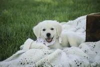 Tawny AKC, a female English Cream Golden Retriever for sale in Milford, IN – Photo 2 of 7