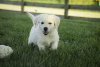Tawny AKC, a female English Cream Golden Retriever for sale in Milford, IN – Photo 4 of 7