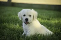 Tawny AKC, a female English Cream Golden Retriever for sale in Milford, IN – Photo 7 of 7
