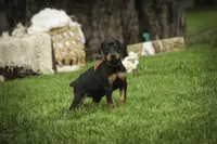 Isadora - AKC, health tested parents, a female Doberman Pinscher for sale in Milford, IN – 7 of 10