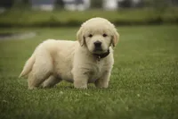 Bennet - AKC, health tested parents, a male Golden Retriever for sale in Milford, IN – 4 of 9