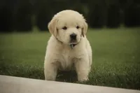 Bennet - AKC, health tested parents, a male Golden Retriever for sale in Milford, IN – 6 of 9