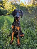 Malcolm - AKC, Health tested lines, a male Doberman Pinscher for sale in Milford, IN – 3 of 9