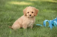 Buttons - Munchkin Bernedoodle, a female Cavalier King Charles Spaniel and Miniature Bernedoodle for sale in Milford, IN – 7 of 7