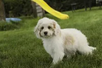 Gnome - Munchkin Bernedoodle, a male Cavalier King Charles Spaniel and Miniature Bernedoodle for sale in Milford, IN – 5 of 7
