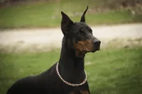 Due April 15, a  Doberman Pinscher for sale in Milford, IN – Photo 4 of 4