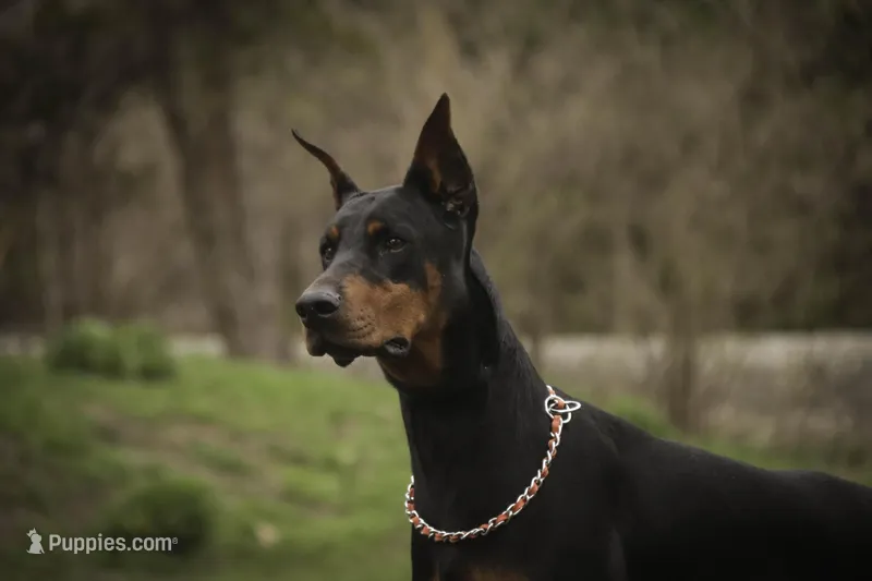 Due April 15, a  Doberman Pinscher for sale in Milford, IN – Photo 1 of 4