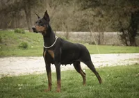 Due April 15, a  Doberman Pinscher for sale in Milford, IN – Photo 2 of 4