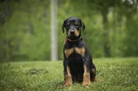 Isadora - AKC, health tested parents, a female Doberman Pinscher for sale in Milford, IN – 2 of 10