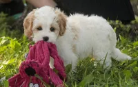 Pebbles, a female Cavalier King Charles Spaniel and Miniature Bernedoodle for sale in Milford, IN – 7 of 9