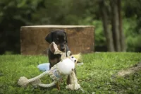 Cedric - AKC, Health tested lines, a male Doberman Pinscher for sale in Milford, IN – 4 of 10