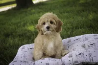 Pixie, a female Cavalier King Charles Spaniel and Miniature Bernedoodle for sale in Milford, IN – 6 of 6