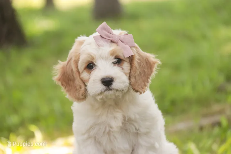 Fairy - Munchkin Bernedoodle – Cavalier King Charles Spaniel, Miniature Bernedoodle puppy for sale in Milford, IN