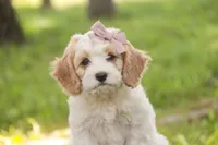 Fairy - Munchkin Bernedoodle, a female Cavalier King Charles Spaniel and Miniature Bernedoodle for sale in Milford, IN – 1 of 8