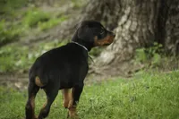 Cedric - AKC, Health tested lines, a male Doberman Pinscher for sale in Milford, IN – 7 of 10