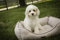 Gnome - Munchkin Bernedoodle, a male Cavalier King Charles Spaniel and Miniature Bernedoodle for sale in Milford, IN – 3 of 7