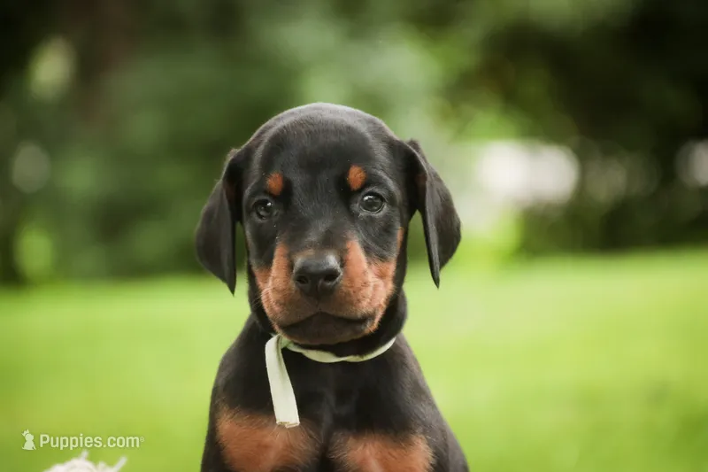 Reverie - AKC, Health tested lines – Doberman Pinscher puppy for sale in Milford, IN