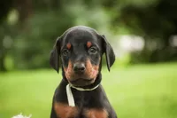 Reverie - AKC, Health tested lines, a female Doberman Pinscher for sale in Milford, IN – 1 of 7