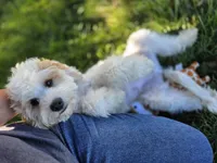 Remy - Munchkin Bernedoodle, a male Cavalier King Charles Spaniel and Miniature Bernedoodle for sale in Milford, IN – 3 of 9