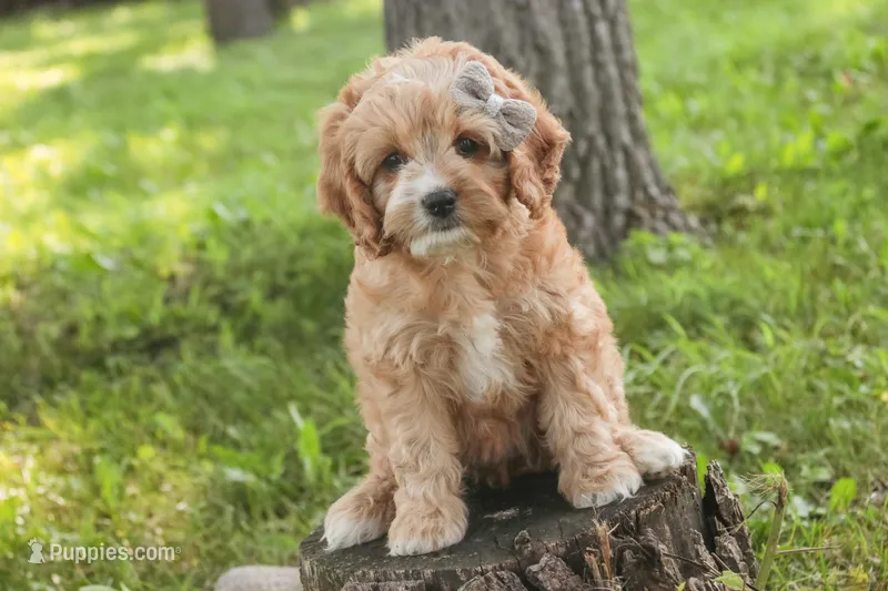 Pixie – Cavalier King Charles Spaniel, Miniature Bernedoodle puppy for sale in Milford, IN