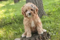 Pixie, a female Cavalier King Charles Spaniel and Miniature Bernedoodle for sale in Milford, IN – 1 of 8