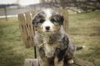 Paxton, a male Bernedoodle for sale in Milford, IN – Photo 2 of 9