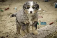 Paxton, a male Bernedoodle for sale in Milford, IN – Photo 6 of 9