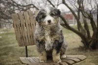 Paxton, a male Bernedoodle for sale in Milford, IN – Photo 5 of 9